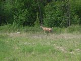 01 - Jasper to Sun Peaks - IMGA0116